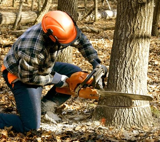 Tree Removal in Germantown, IL